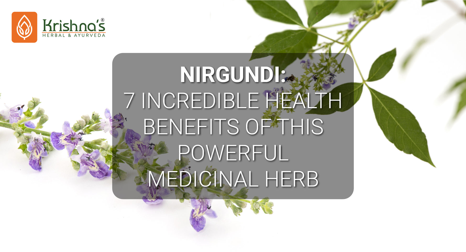 Nirgundi - 7 Incredible Health Benefits