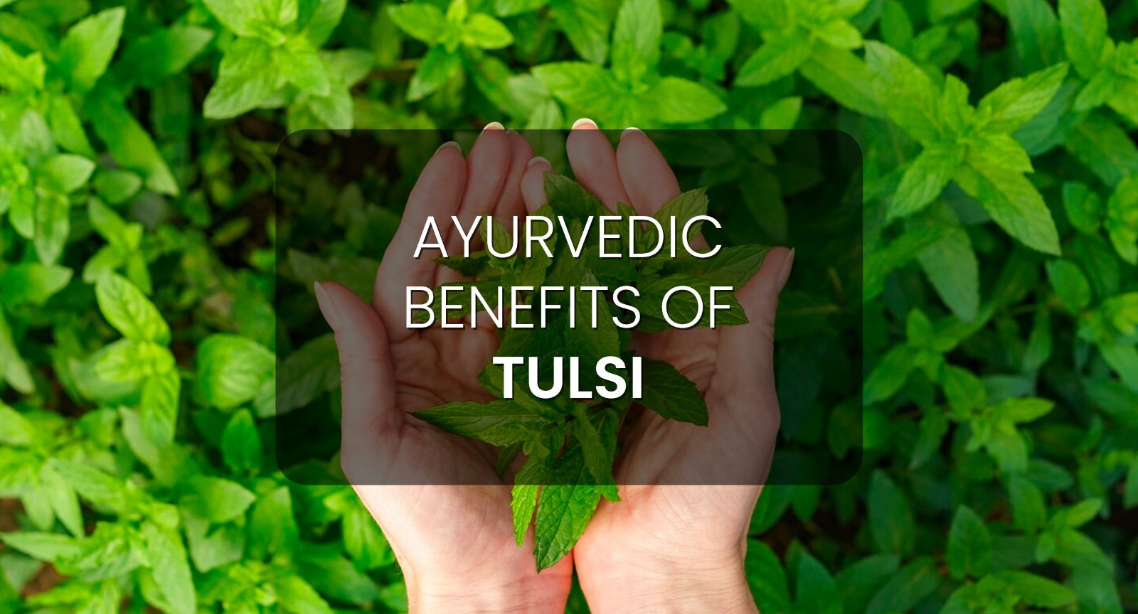 Some Major Ayurvedic Benefits of Tulsi Holy Basil Krishna s