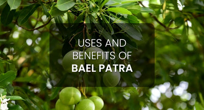Bael Patra (Aegle marmelos): Exploring Its Uses and Remarkable Health Benefits