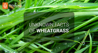 Unknown Facts of Wheatgrass