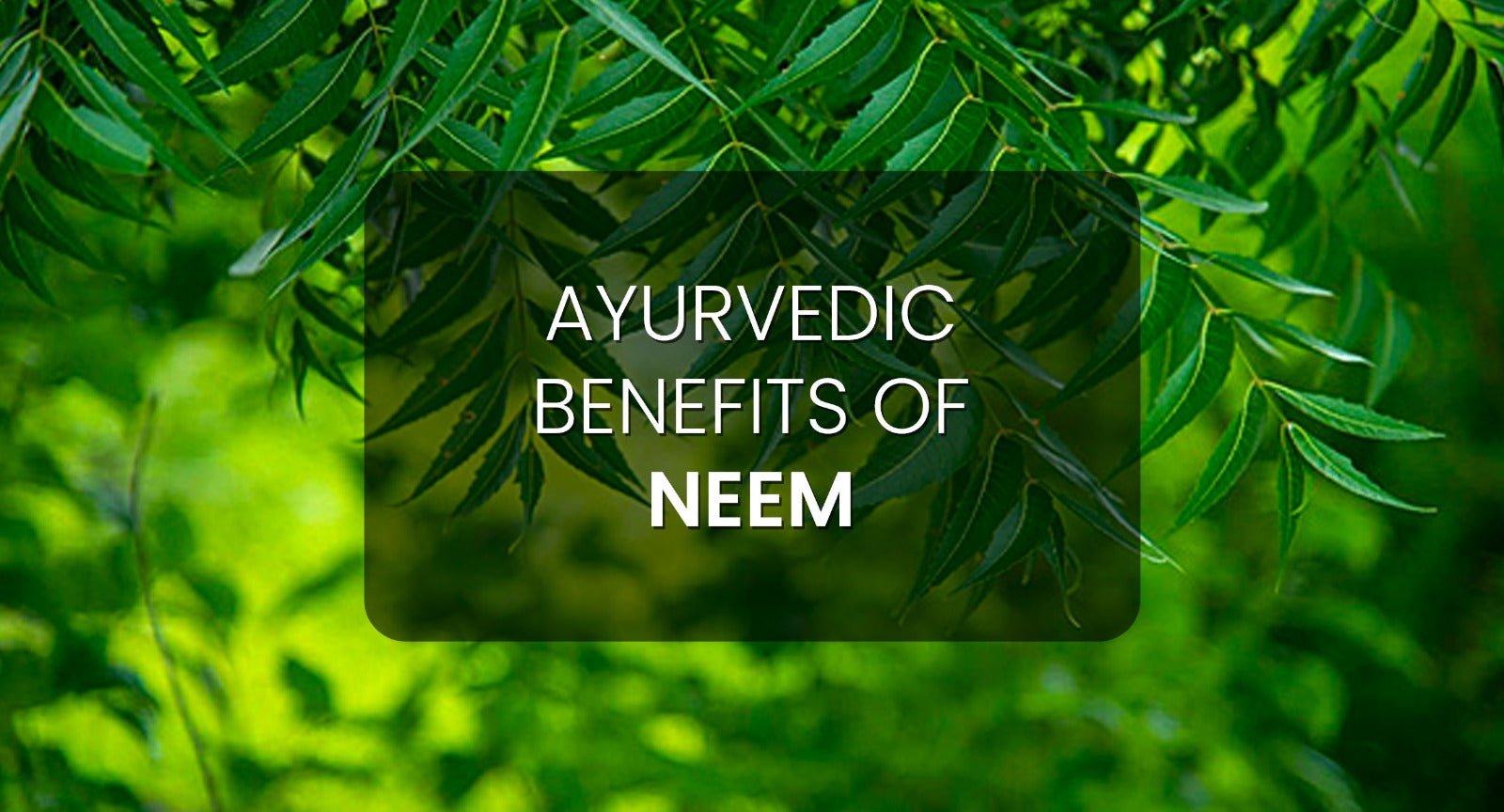  Ayurvedic Benefits of Neem