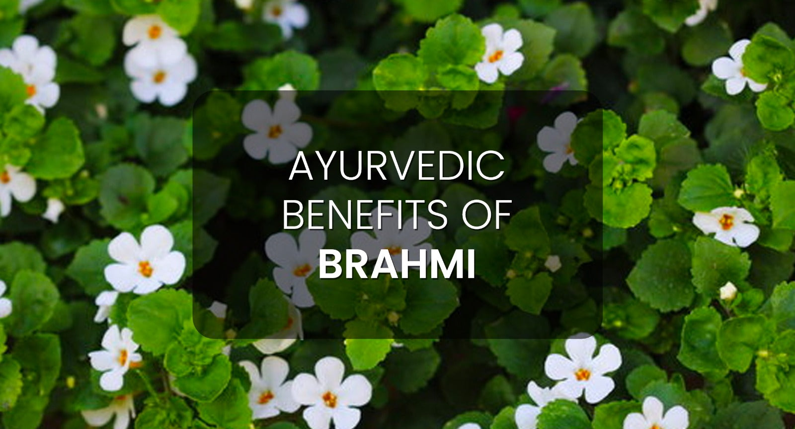 Ayurvedic Wonders of Brahmi