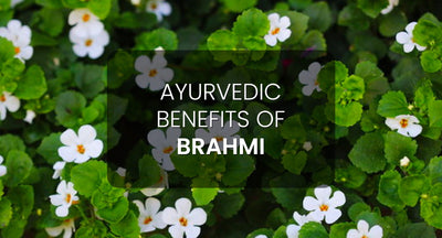 The Profound Benefits of Brahmi: Nourishing Mind, Body, and Beyond in Ayurveda.
