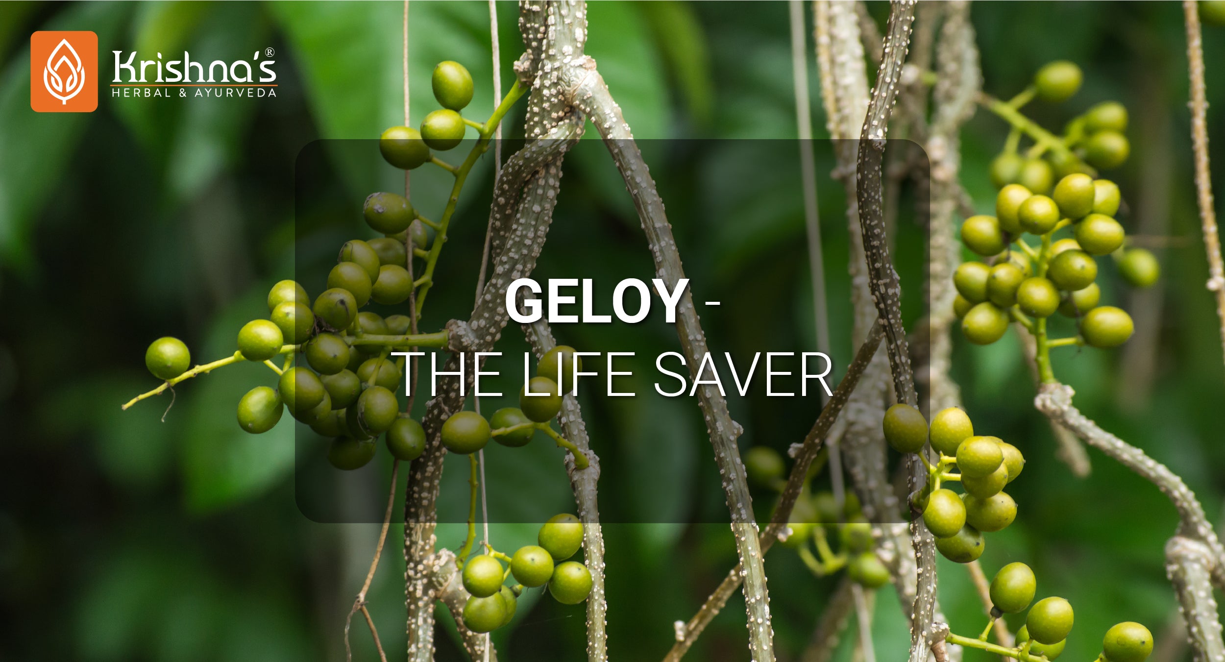 Giloy Geloy benefits