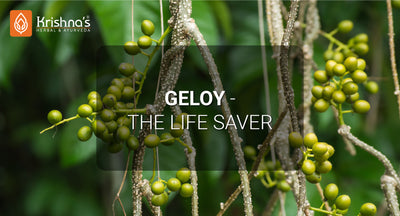Giloy- The Life Saver